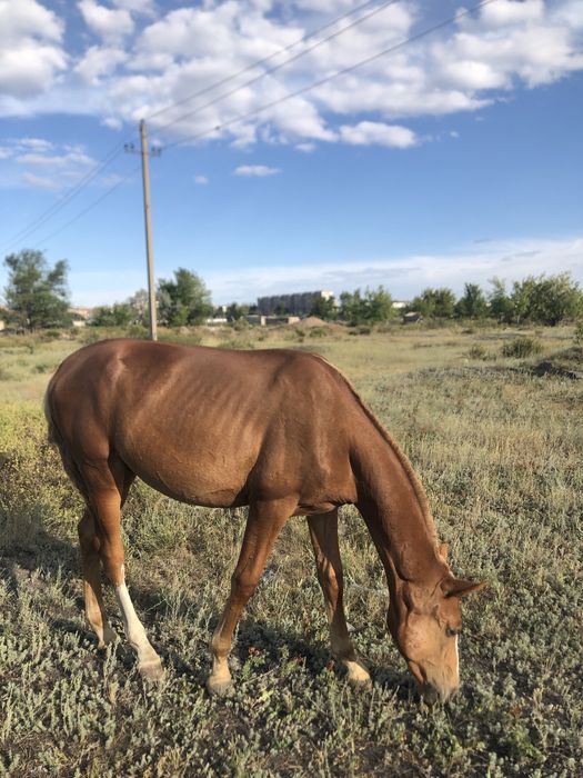 Продаём полтора-годовалых жеребцов!!!