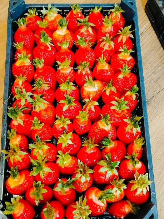 Разсад Ягоди с високо качество и вкус