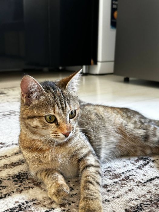 Кошка отдаем даром