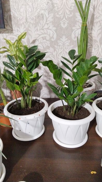 Продаю цветы для дома и офиса