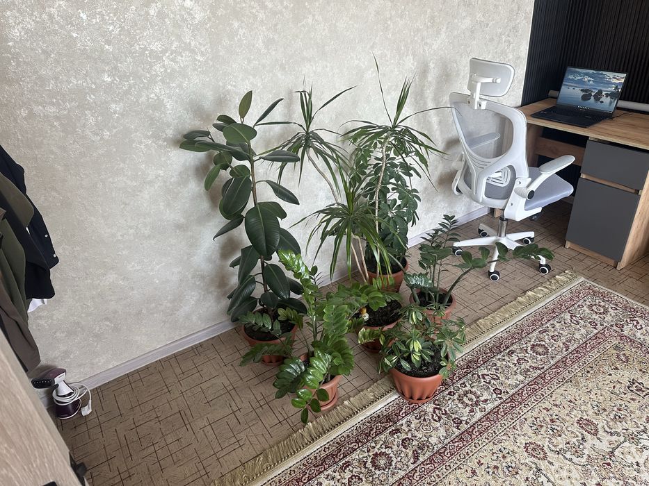 Комнатные растения продам