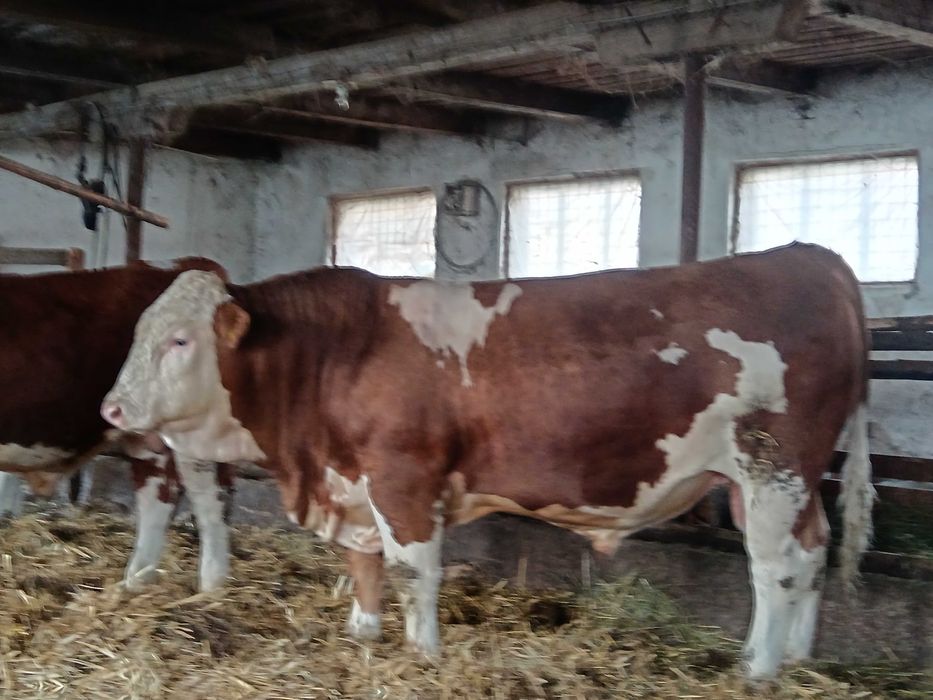 tauri de vânzare - rasa bălțată românească - de carne