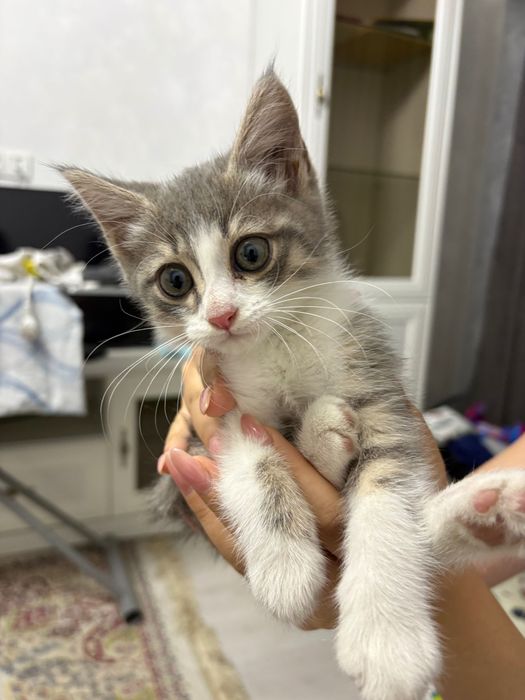 Отдам котенка 1,5-2,5 мес