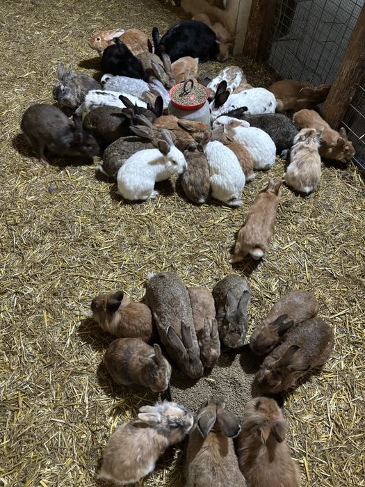 Iepuri masculi si femele