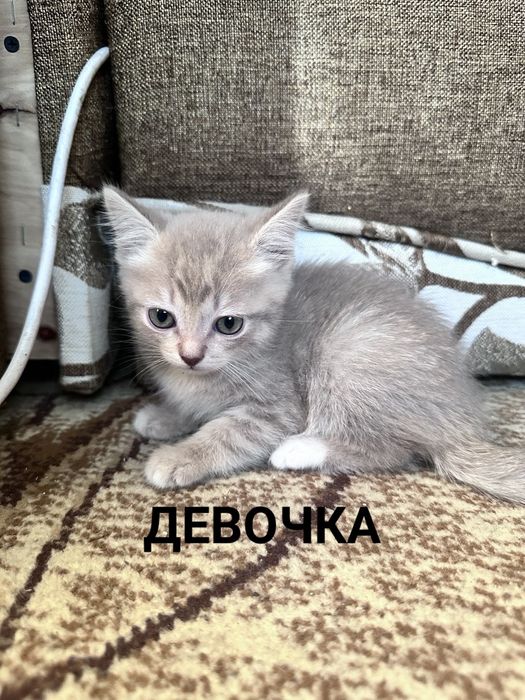 Отдам котят в добрые руки