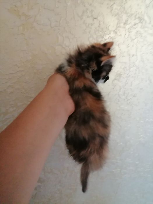 Қыз және ұл әдемі мысықтар