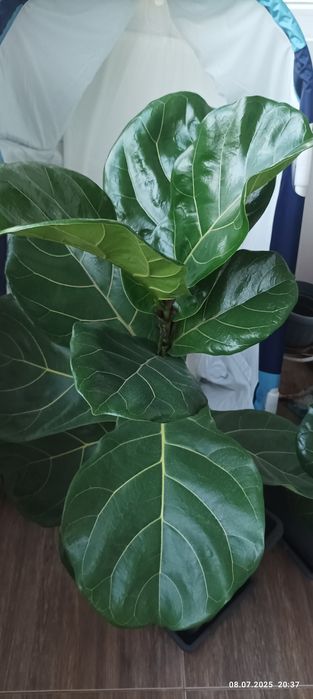 Бенджамин; Фикус (Ficus elastica); Фикус "Лирата