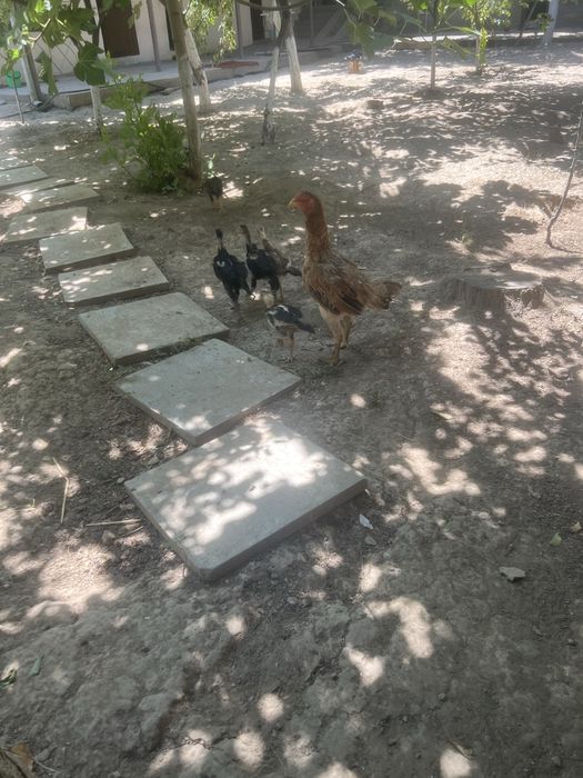 Dakan tovuq va jojalar sotiladi