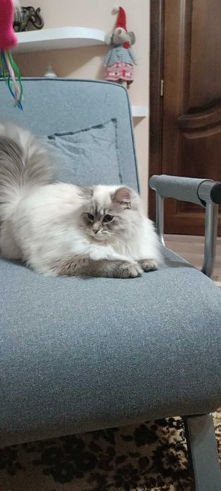 Pisici de rase Siberian cu pedigree Neva Masquerade