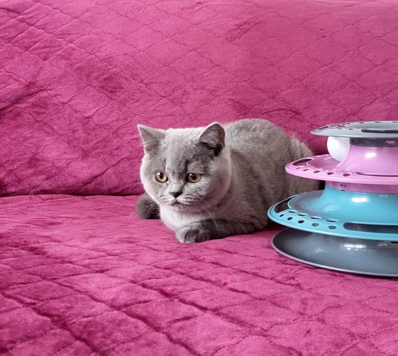 British shorthair