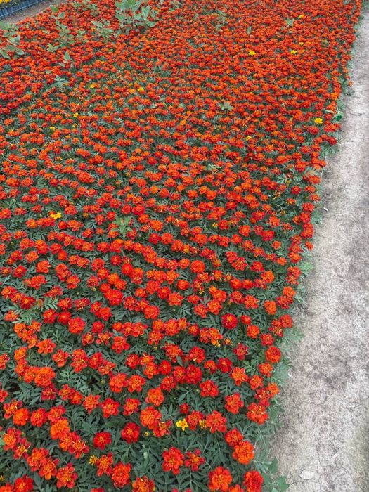 Bananza gul, Gul ko’chatlari, Gul ko’chatlar. Гул кучат, Цветы. Гуллар