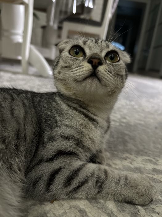 Вислоухая кошечка