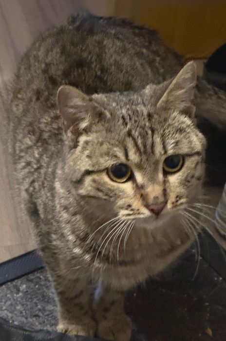 Молодая кошечка срочно ищет дом