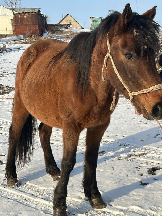 Бие сауын сауын бие кобала буаз бие