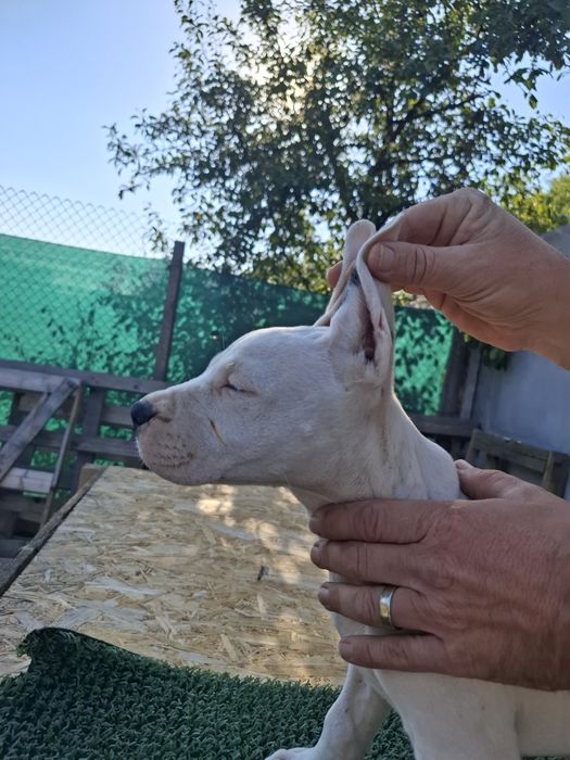 Pui mascul Dog Argentinian Dogo Argentino