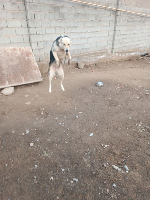 Ит сатылады бір жасар