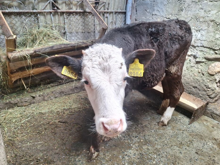 Vând vițică 3.5 luni