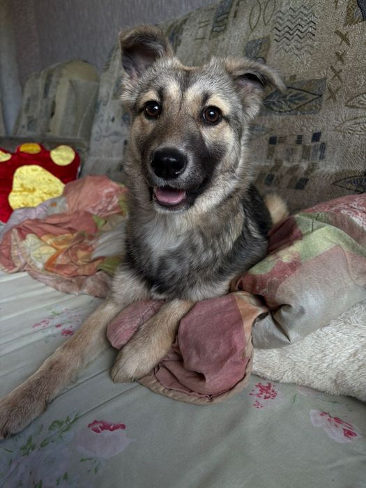 Девочка ищет дом