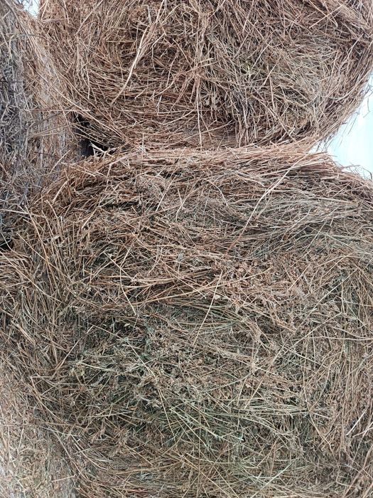 Vând baloți de lucernă