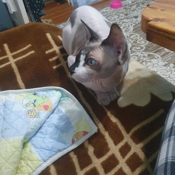 Передержка домашних питомцев!