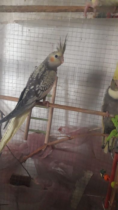 Продажа Корелл!!!