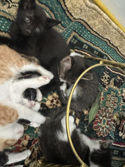 Отдам котят бесплатно