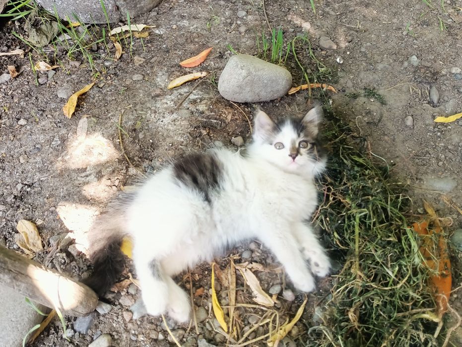 Отдам котиков в добрые