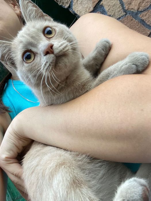 Отдам котят им 5 месяцев