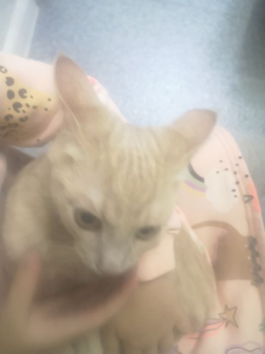 Котёнок симпатяшка.