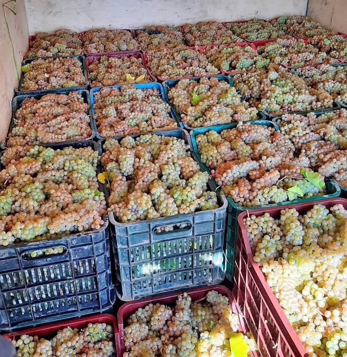 Vand struguri de vin