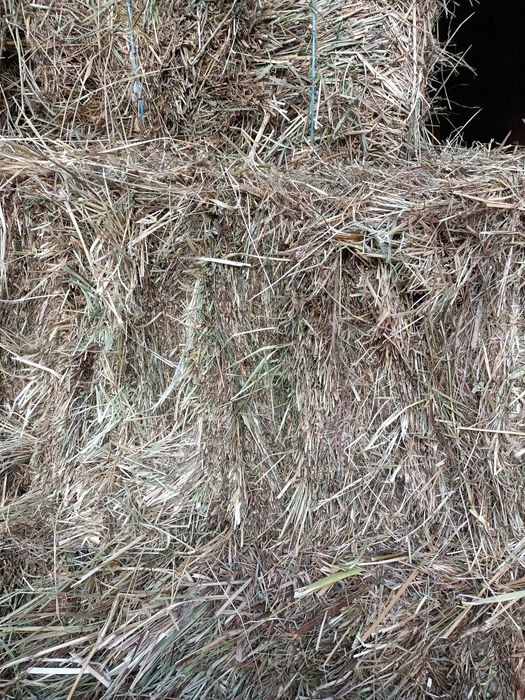 Vand baloti de fan si otava an 2025