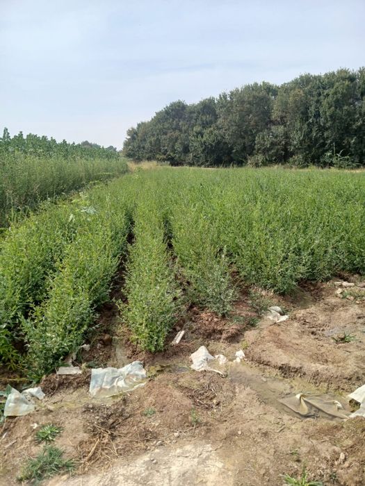 Вязь Карагач Сеянцы