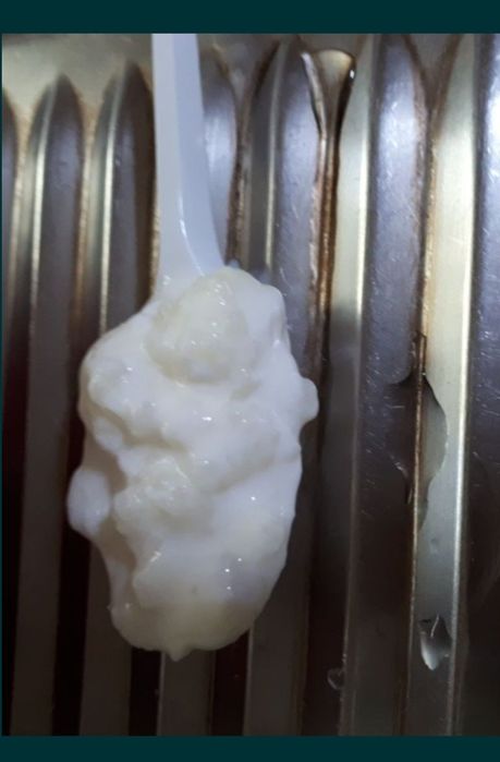 Vand ciuperca pentru producerea kefirului din lapte.