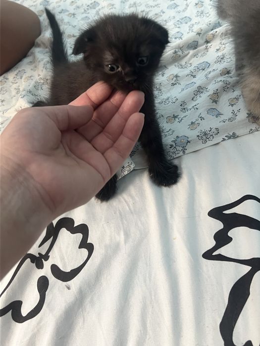 Веслоухие котята смешаные