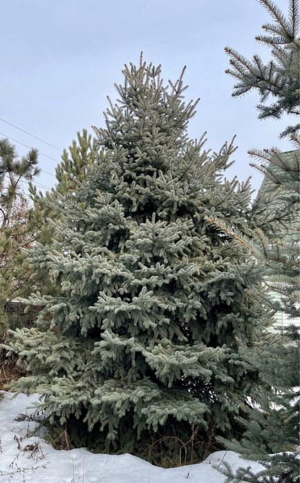 Ель голубая, Туя