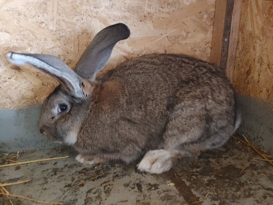 Vind iepuri Urias German