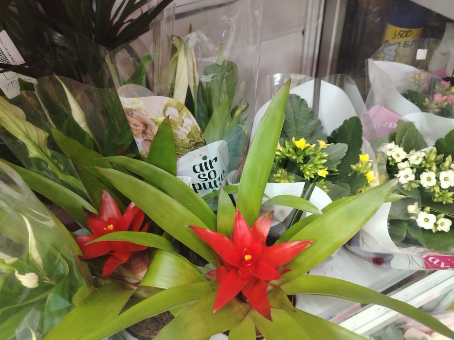 Цветы очень хорошие есть много цветы