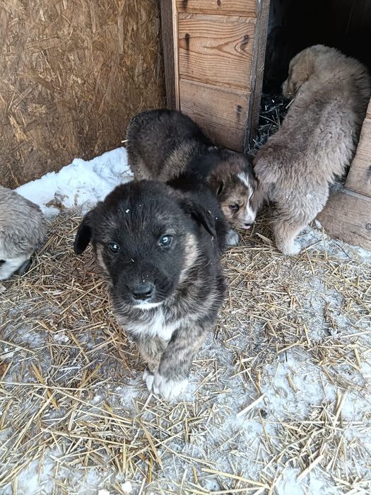 Отдам в добрые руки щенков