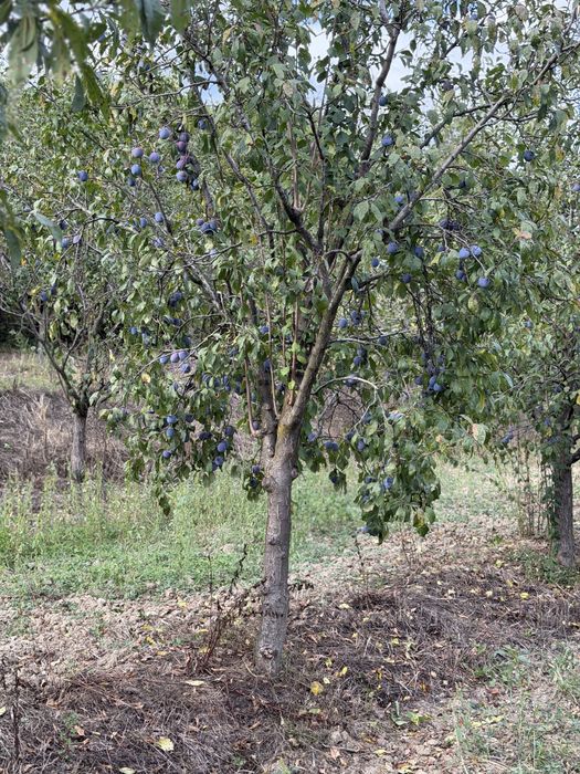 Vand prune Anna Spath(anaşpet), pentru țuică/pălincă