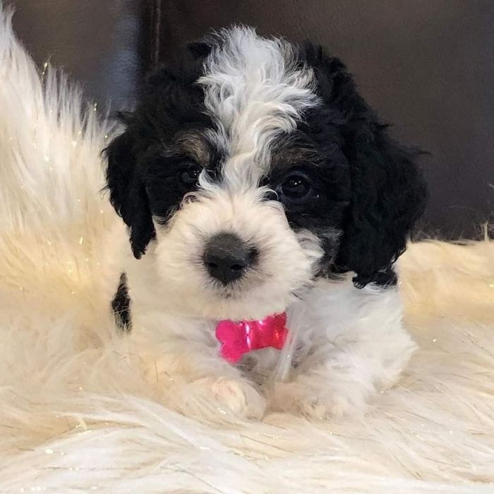 Caniche pudel  alb negru -mini toy