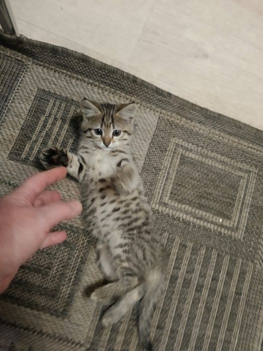 Отдам кошечку в добрые руки