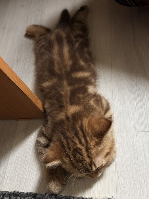 Скоттиш страйт мальчик