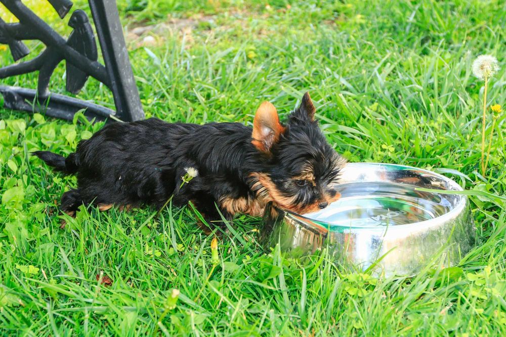 Йоркширски териер, мини йорки момиче