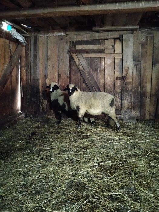 Disponibili 2 berbecuți