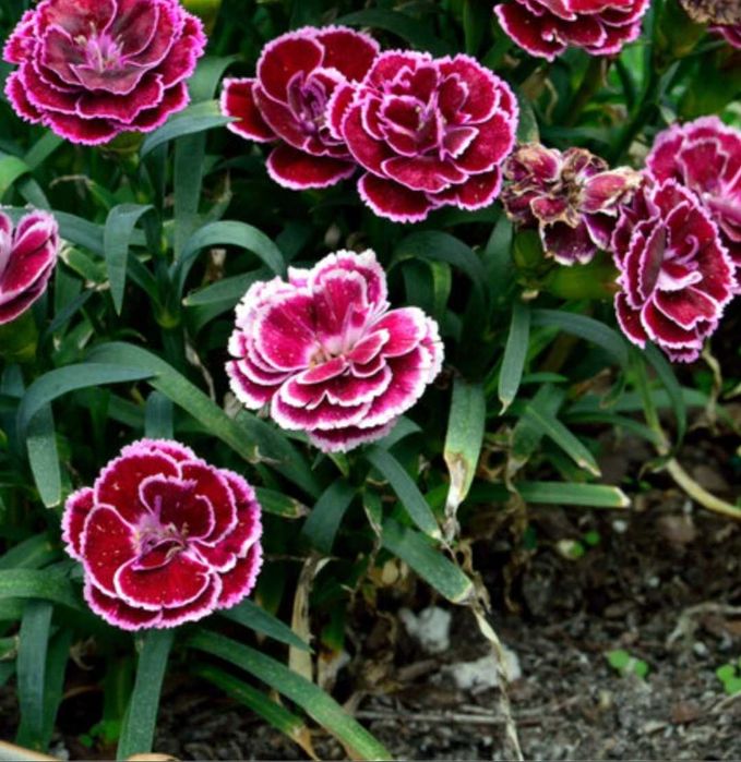 Комнатные цветы на подарок