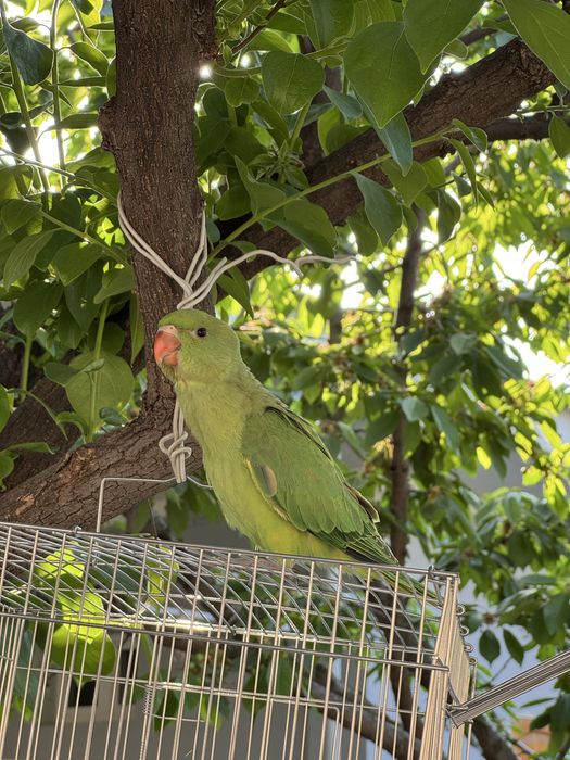 Продается ручной ожереловый попугай