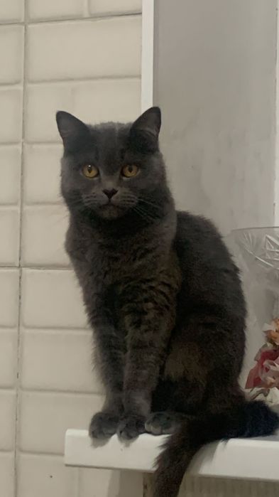 Отдам в добрые руки