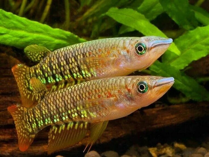 Аквариумная рыбка Орнатус.