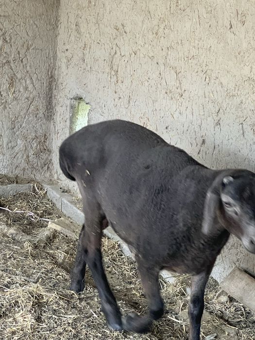 Qo’chqorla sotiladi yoshiga tòlmagan 8 oylik