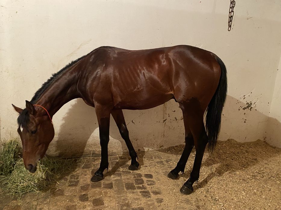 Таза қанды құнан сатылады